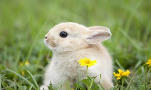 大金兔 出生在哪一年最好命 一辈子大吉大利,年龄越大越有钱