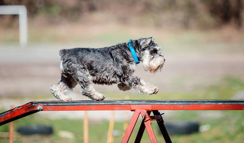 想要狗狗在敏捷比赛夺冠 你要从小开始训练,让它熟悉比赛的环节