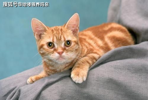 养猫只有0只和n只,新猫到家,怎样和原住民友好相处