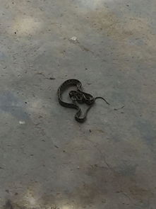 在家门口看见的蛇,这是什么蛇 