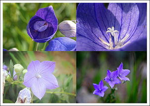 求漂亮的桔梗花图片,最好是紫色,花束 