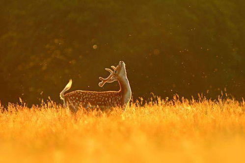 有关于鹿的美丽诗句