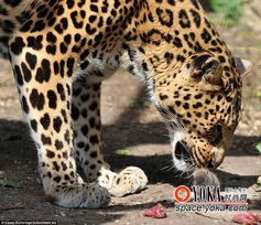 大胆老鼠不顾生命危险强夺非洲豹的食物 xiaoqiao1223的时尚图片 YOKA时尚空间 
