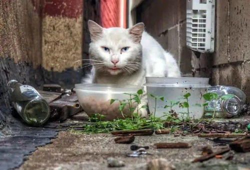 在街边遇到一只白色流浪猫,看起来很脏,带回去养一年后