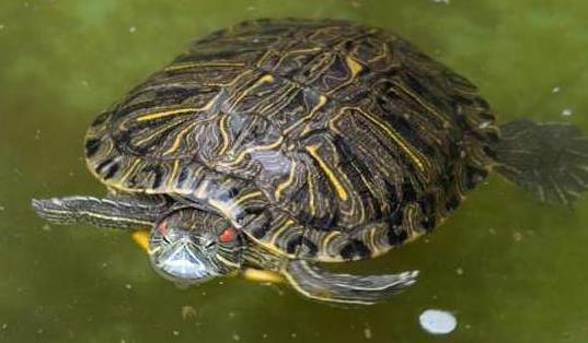 中国古代挖井时,为什么在井里放只乌龟 这不是迷信,有科学依据