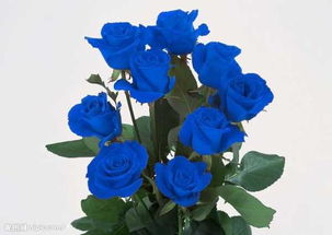 12种玫瑰颜色代表什么,12支蓝玫瑰的含义是什么？