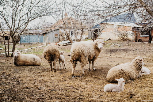 冬春季节谨防母羊流产
