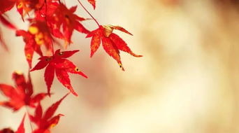 关于深秋枫叶的诗句