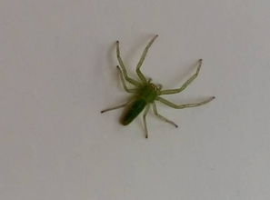 绿色蜘蛛是什么种类 