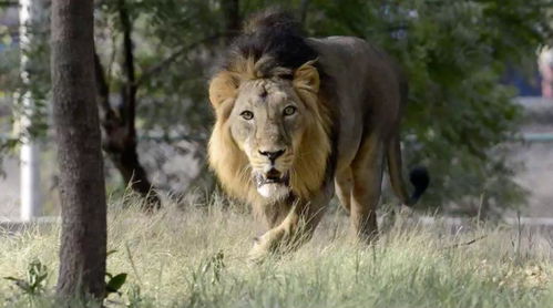 狮子和猫等动物入境印度需要先进行新冠检测