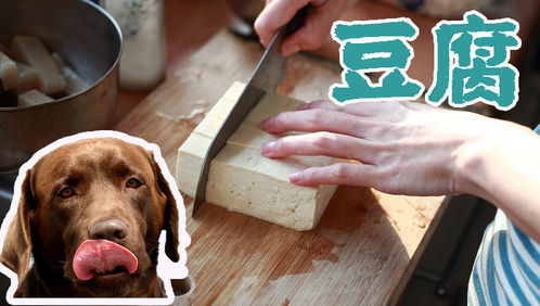 狗可以吃豆腐吗 豆腐对狗是否可安全食用