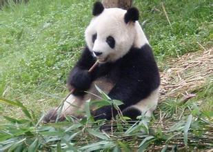 大熊猫出现年老病 38岁最长寿圈养大熊猫健康引关注