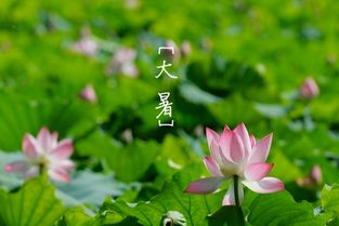 大暑养生重在祛湿养心简单实用