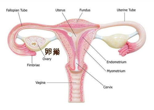 产后千万别做这个,武汉宝妈被活活切肠10厘米