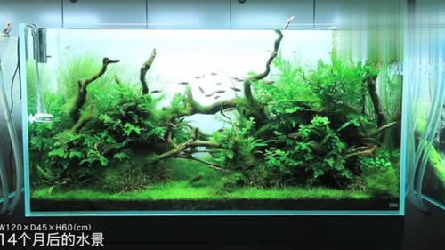 水族箱专栏 水草造景 