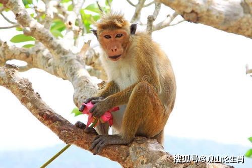 猴猴猴 80年的到了41岁,晚年该 何去何从 属猴人速看