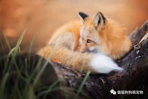 火狐狸和红狐狸长寿花的区别？