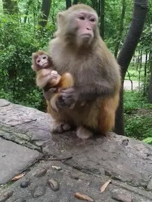 四月底出生的猴宝宝,猴妈妈很会带孩子 明天早上九点直播 