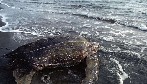 世界体型最大的海龟,体长2.5米 重1吨,能活到100岁