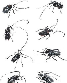 草虫画法 分步骤讲解蟋蟀的基本画法,中锋用笔,绘制其形态特点 