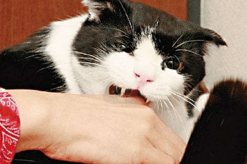 养猫经验 猫咪口炎传染给其他猫咪