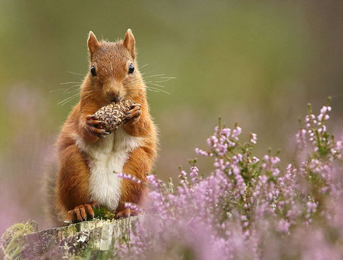 萌力十足 摄影师记录英国红松鼠四季生活 