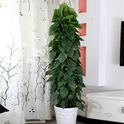 客厅大型盆栽植物图片