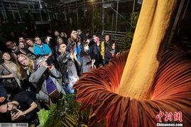 世界最大花朵时隔20个月再度开花 引众人围观 