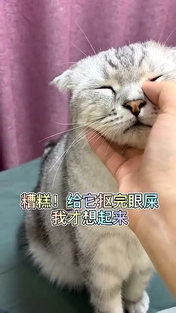 猫 铲屎官,你这样对我你会有报应的 