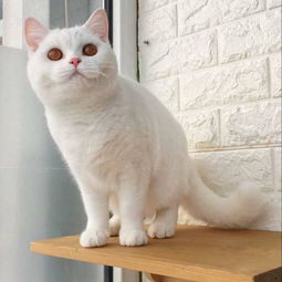 我这猫是英短白猫吗 纯不纯啊 价格多少 