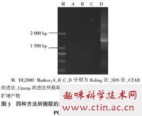 dna提取的毕业论文