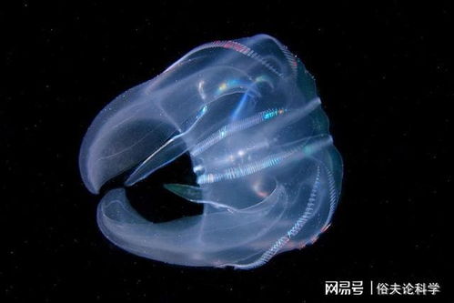 淡海栉水母独创无固定临时排泄孔,颠覆传统排便方式
