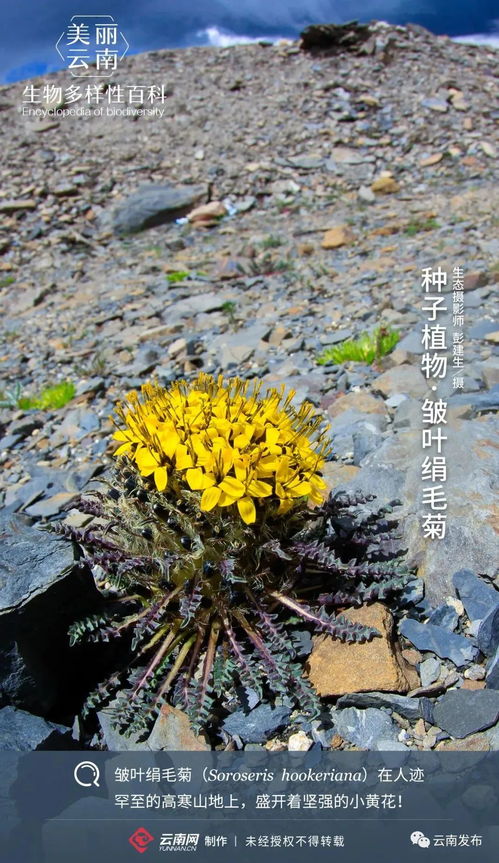 生物多样性 小百科 44 种子植物 皱叶绢毛菊 高寒山地的坚强小花