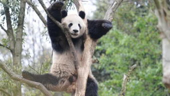 大熊猫爱吃的竹子实际上是什么(大熊猫爱吃的竹子实际上是树还是草)