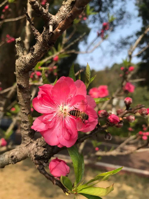 桃花开了 就在韶关这些地方,春节和家人一起来走走桃花运吧