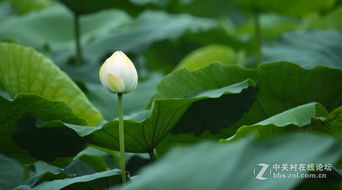 荷花,取名 含苞 娇羞 怒放