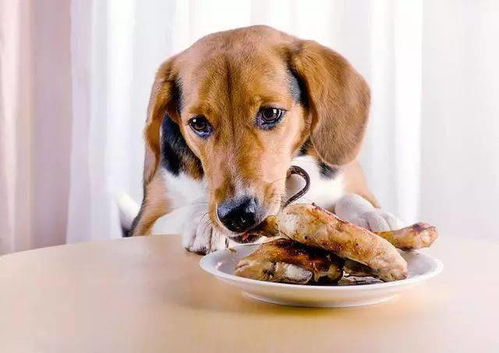 狗狗为什么会 玻璃胃 教你几招改善
