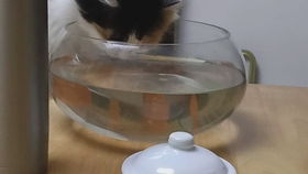 可爱的布偶猫喝水水