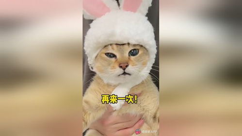 原来麒麟猫真的可以招财耶 你们快来许个新年愿望呀