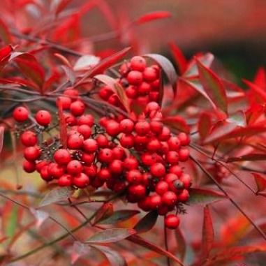 北京保利拍卖新春佳节花海赏花