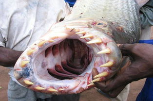 食人鱼图片 柳州食人鱼事件图片,食人鱼辨别 