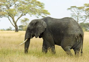 小象与大象一起过河突然小象开始挣扎,但是这一次大象竟然无视了