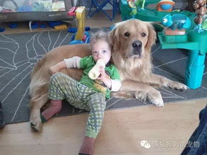 这些狗狗与宝宝们的有爱合照,真的是萌上加萌 