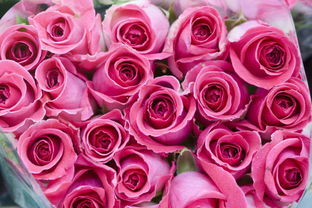 美丽的玫瑰花 漂亮的玫瑰花 包装的玫瑰模板下载 868435 植物 动物植物 