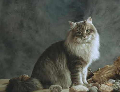 西伯利亚森林猫为什么买不到幼猫体重？