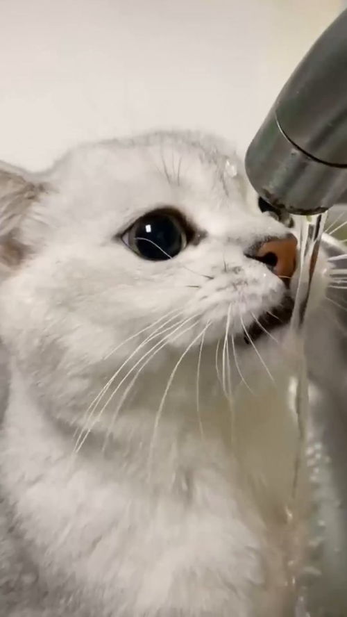 猫咪 我只是想喝个水,为啥要给我洗头 