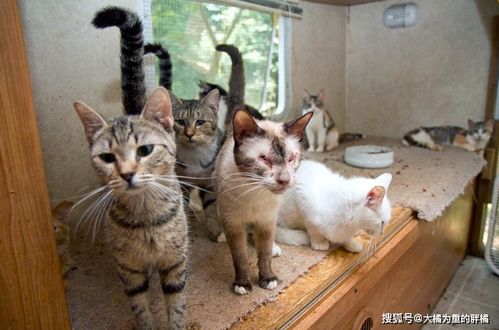 女子救猫却让猫咪受苦,两套房里养着200多只猫,邋遢无比还有病