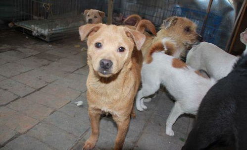 小区拆迁几十条宠物狗被遗弃,七十岁的婆婆捡破烂将它们收养