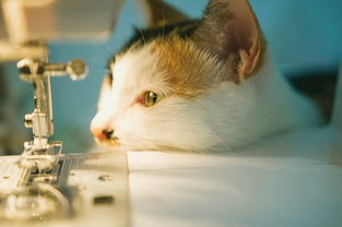猫眼睛里有透明丝状物,猫眼角常有透明眼屎 