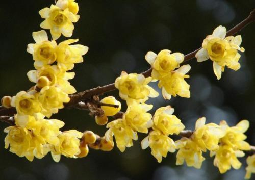 腊梅不是梅花 无花果会开花 你不知道的 植物冷知识 都在这儿